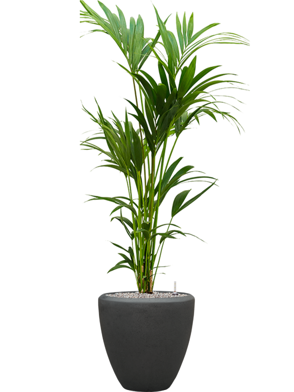 freistehende Topfpflanze Palme