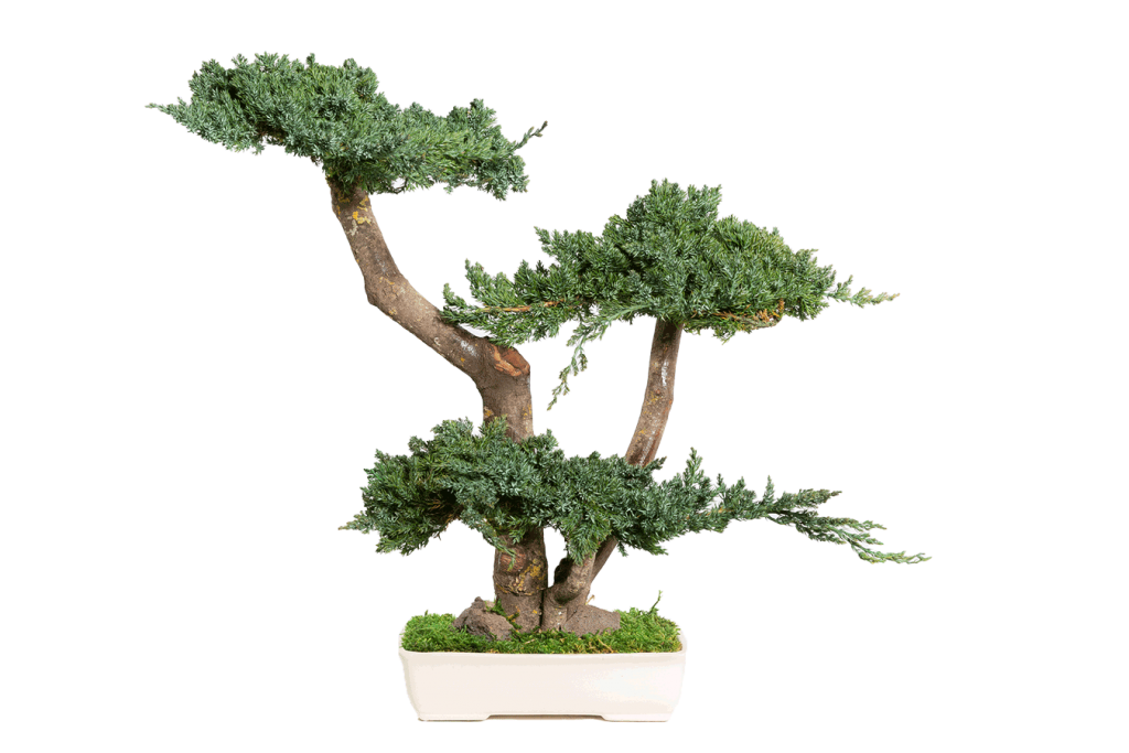 freistehender Miniaturbaum Pflanze