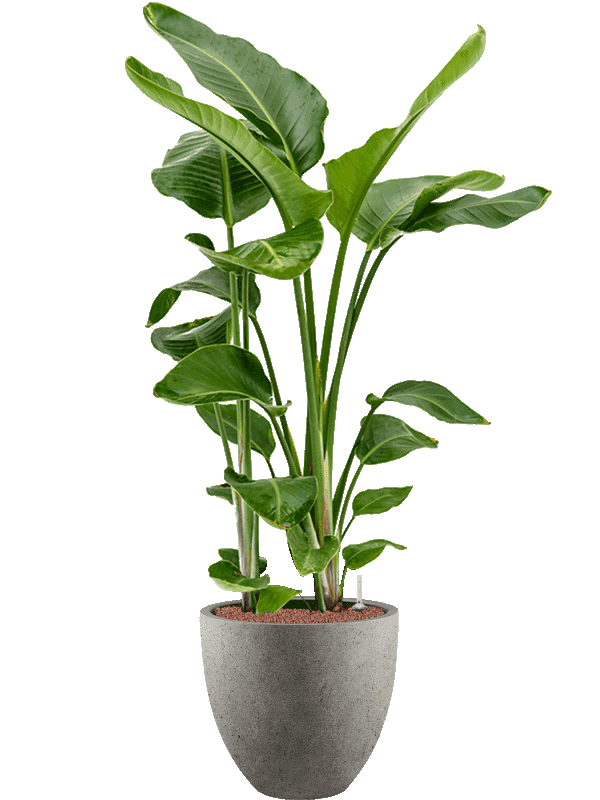 freistehende Pflanze Paradiesvogelblume Strelitzia nicolai